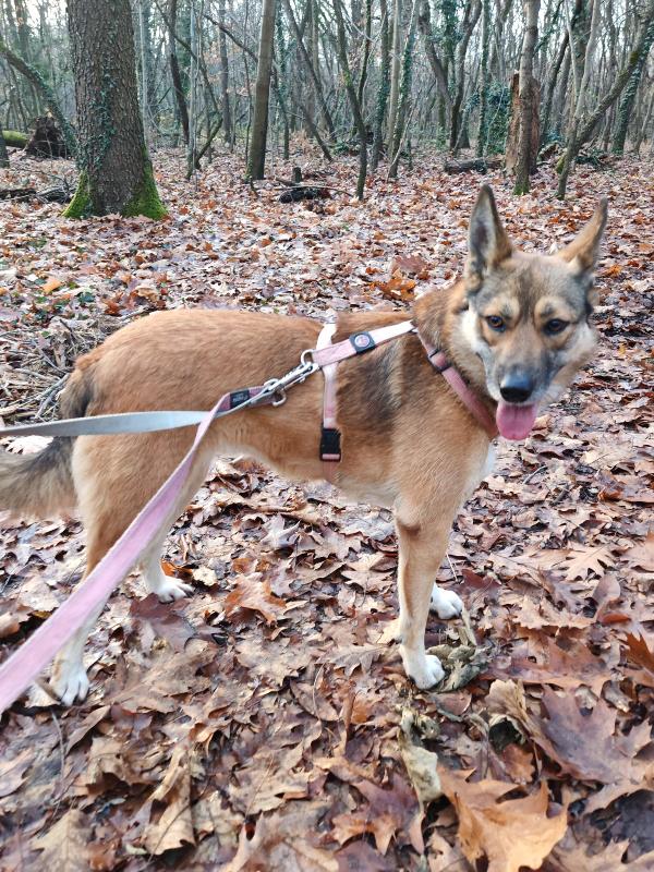 Anais, Una Splendida Lupetta